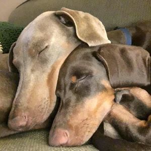 Meet your Posher, Stephen